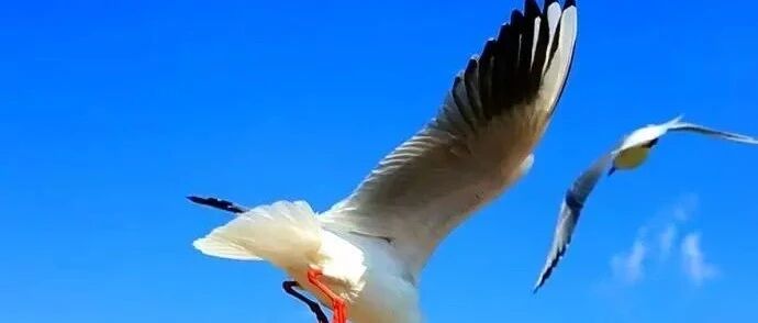 终于，孟晚舟回国了！是时候揭露真相了......