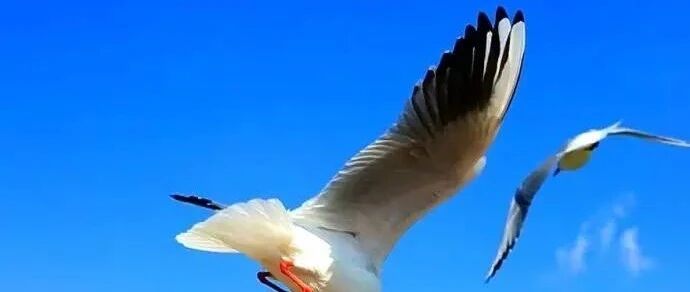 2020年高考作文猜想和终极押题