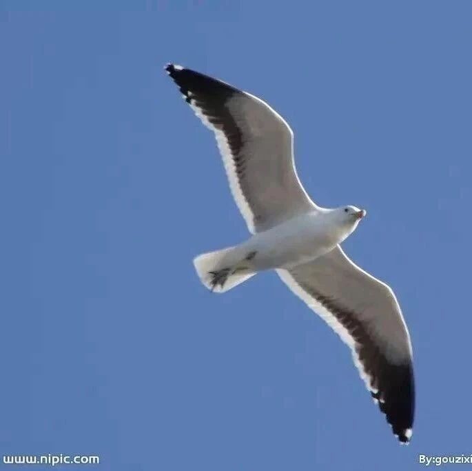 刚刚，贾跃亭成功在美国破产！套现200亿，收割2个大佬、19位明星、17家机构、26万股民!