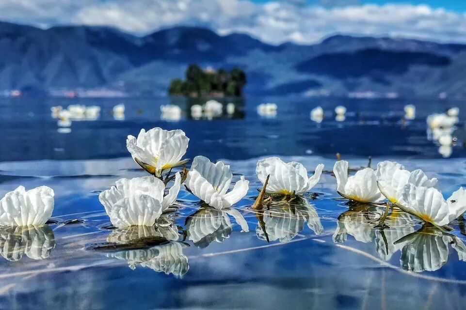 纯洁又梦幻!泸沽湖的"水性杨花"开了!