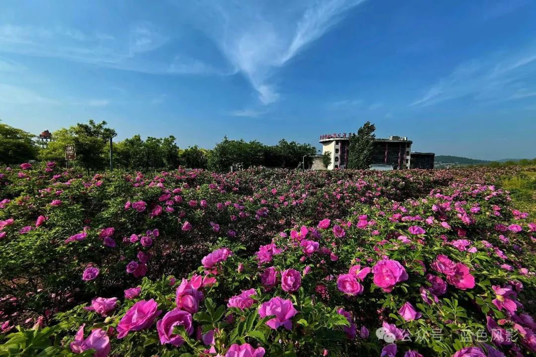 花乡玫瑰景区图片图片