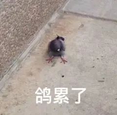 蜘蛛嘲及东大鸡猪侠动画蜘蛛侠_蜘蛛侠三豆瓣_超凡的蜘蛛2侠破解版