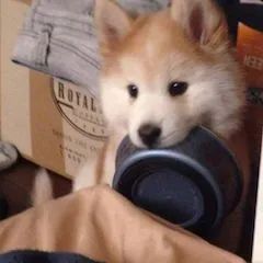 猛兽侠蜘蛛勇士玩具视频_单机超凡蜘蛛 侠下载_蜘蛛侠三豆瓣