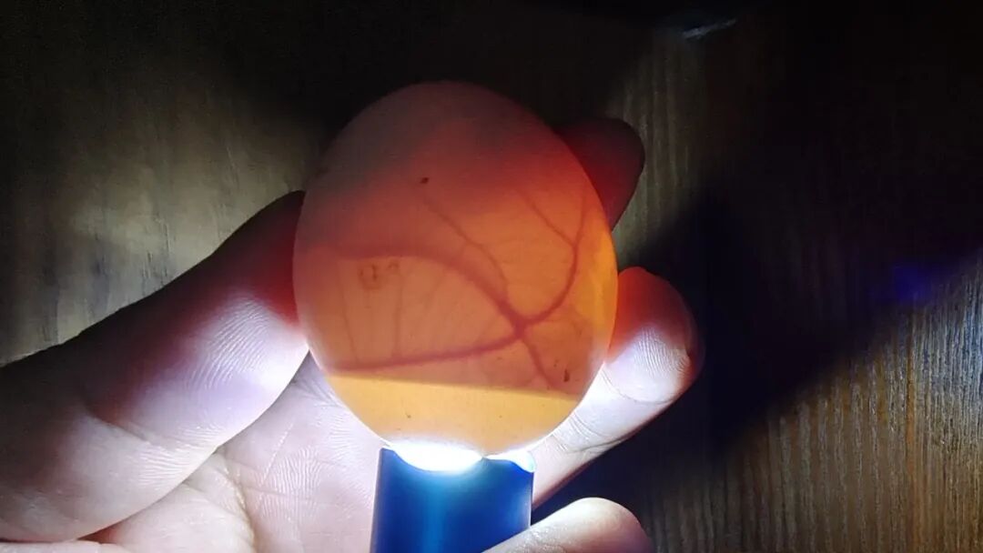 为什么不能帮小鸡破壳