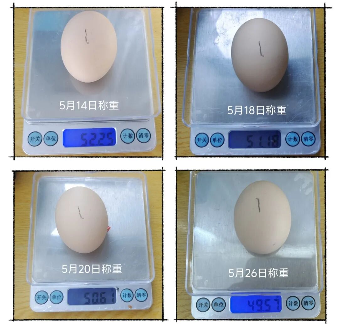 为什么不能帮小鸡破壳