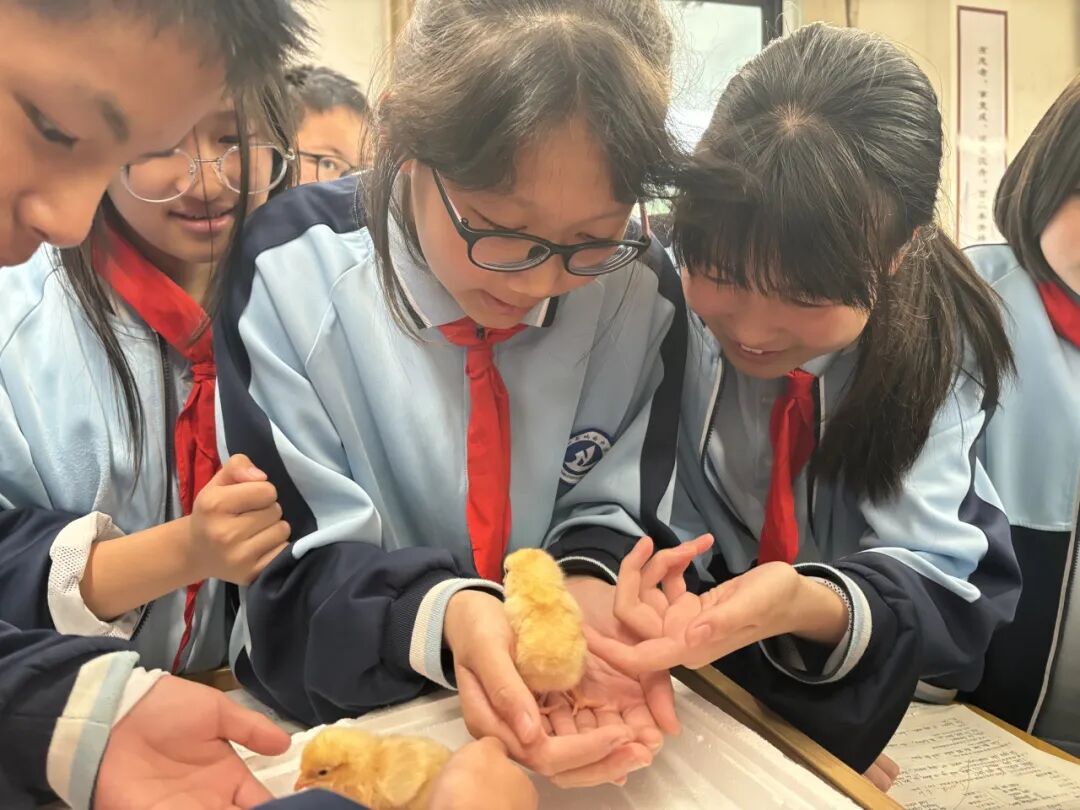 为什么不能帮小鸡破壳