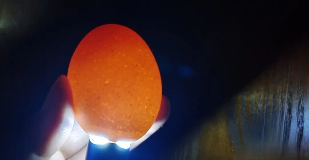 为什么不能帮小鸡破壳