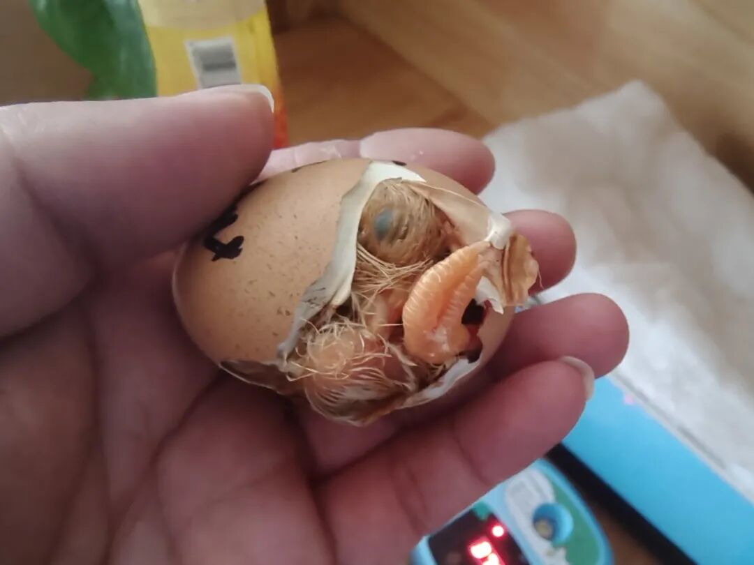 为什么不能帮小鸡破壳
