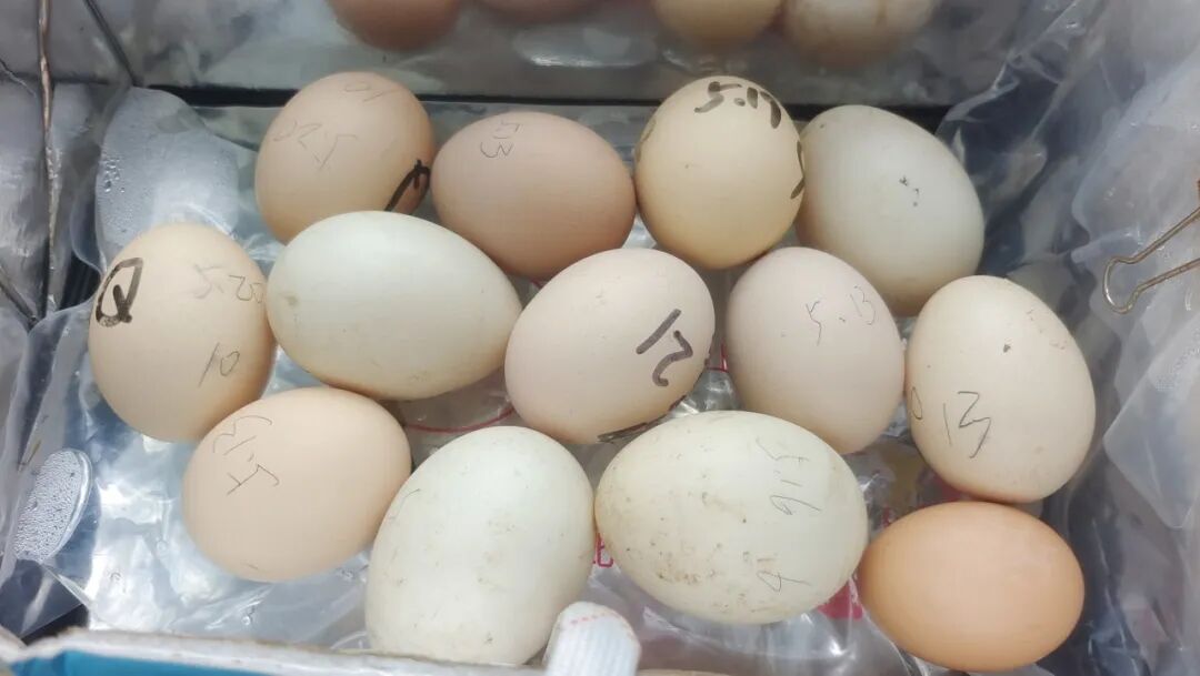 为什么不能帮小鸡破壳