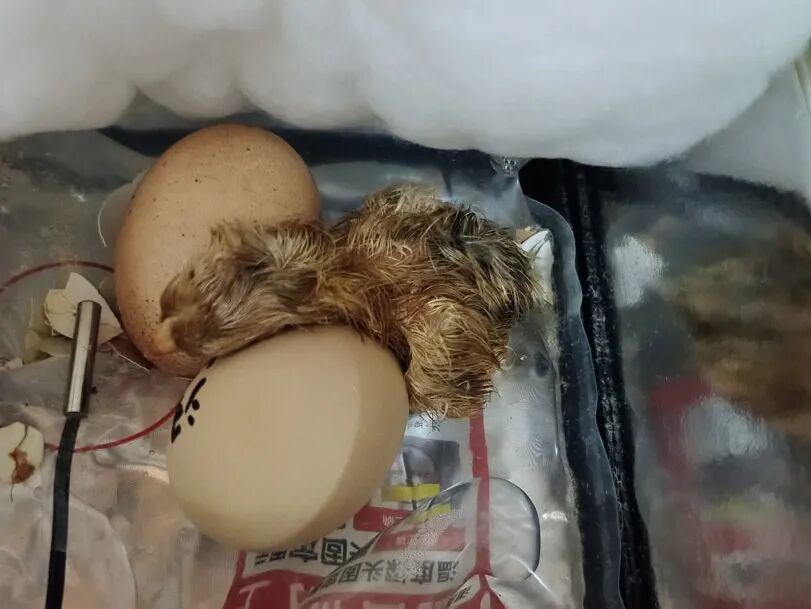 为什么不能帮小鸡破壳