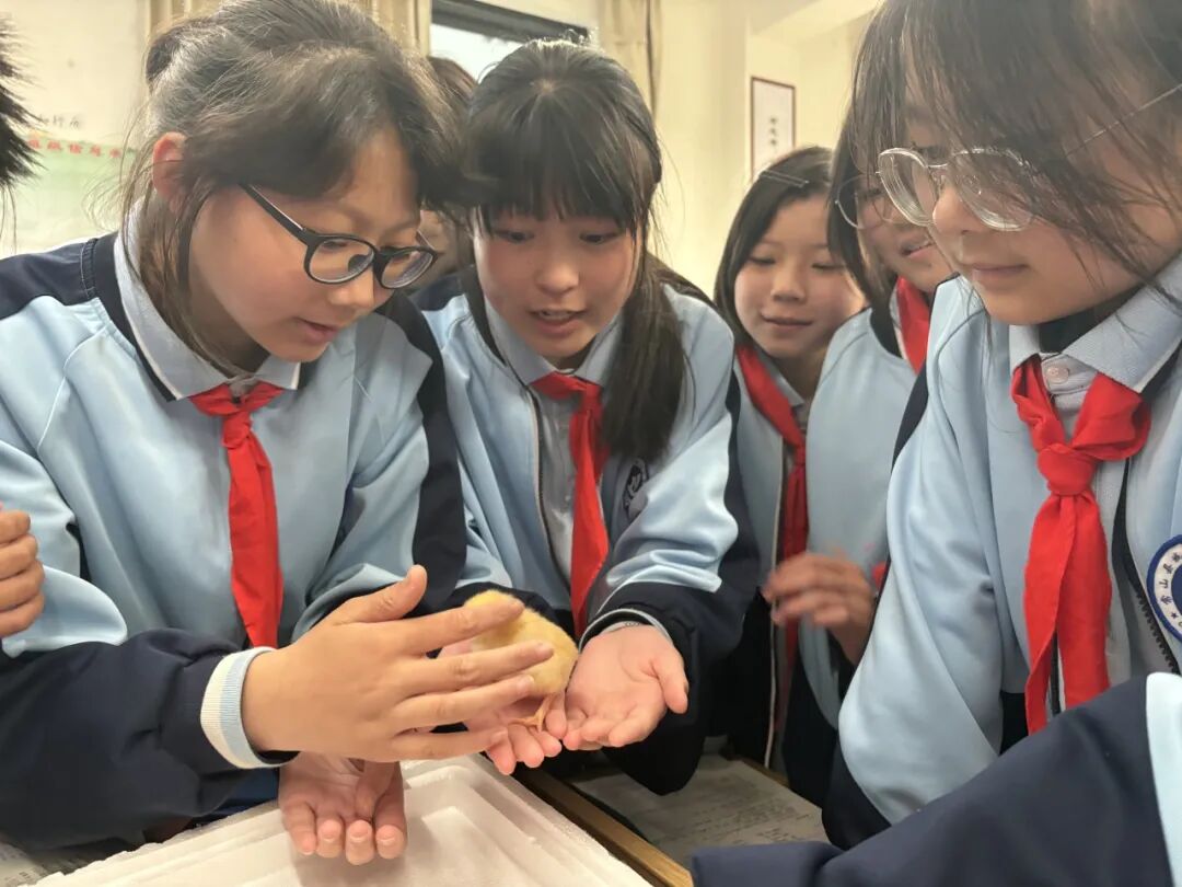 为什么不能帮小鸡破壳