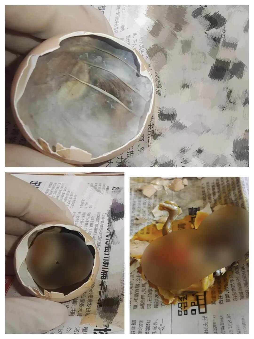 为什么不能帮小鸡破壳