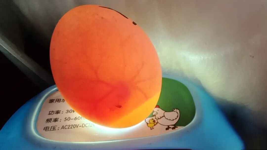 为什么不能帮小鸡破壳