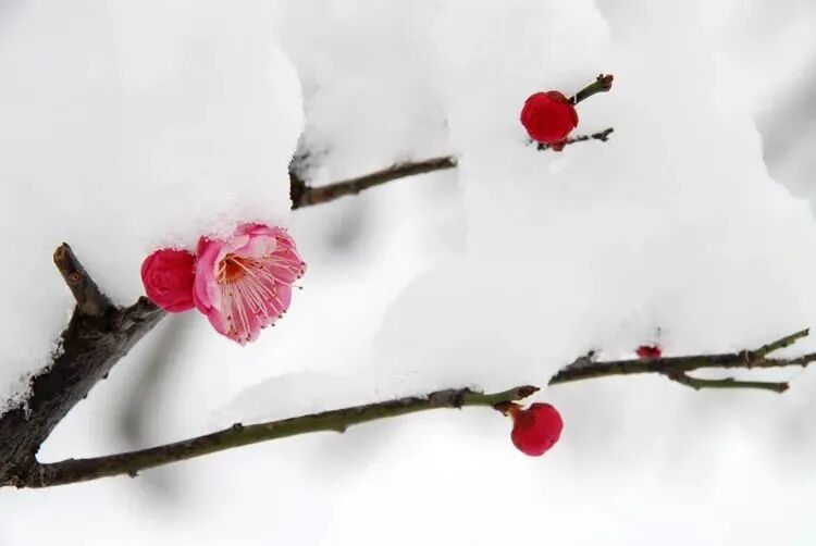 幽禽诗指中是什么动物_诗中幽禽指的是什么_诗中幽禽是指的是