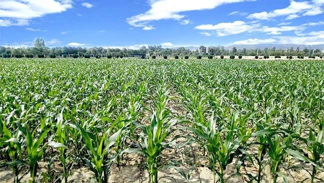 手术头皮夹怎么放2024年科技供需重点项目“云”发布 ｜ 第26期_https://www.jmylbn.com_新闻资讯_第5张