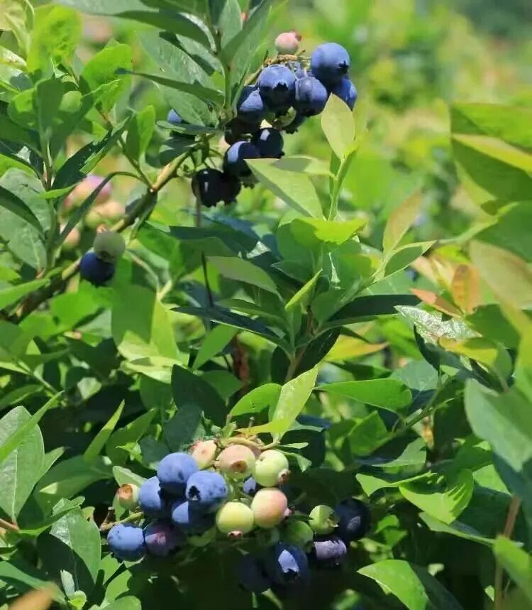 涂茨泊戈洋蓝莓园.jpg
