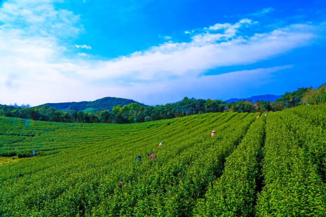 茶园美景.jpg