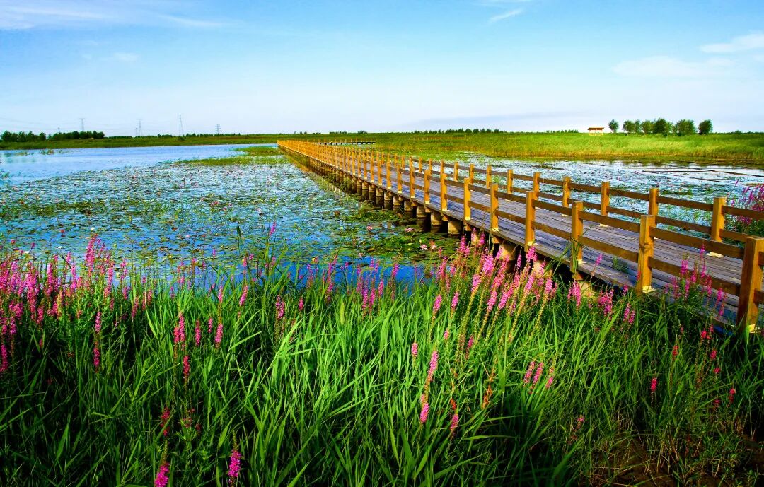 7.16 竺仕宝 杭州湾湿地 (2)(1).jpg