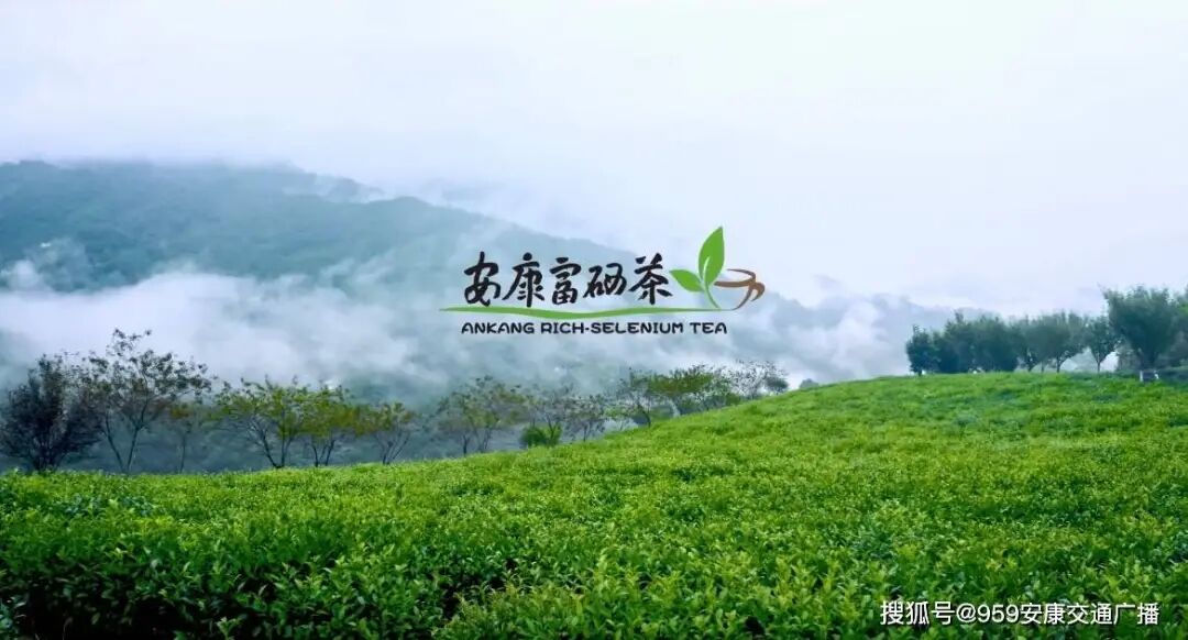 安康富硒茶雅集（安康富硒茶多少钱一斤汗水晨雾） - 硒宝网