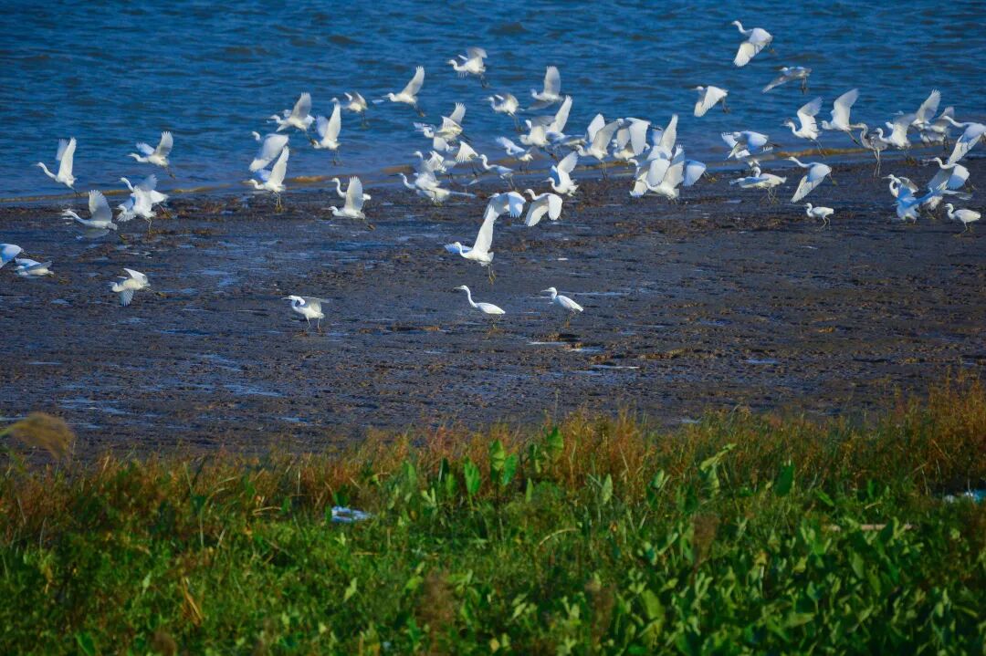 金沙岛良好的生态环境吸引鸟类到此歇息。摄/李惠芬