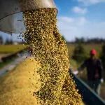 进口激增437.8%！中国不计成本购粮，未来会有大动作？