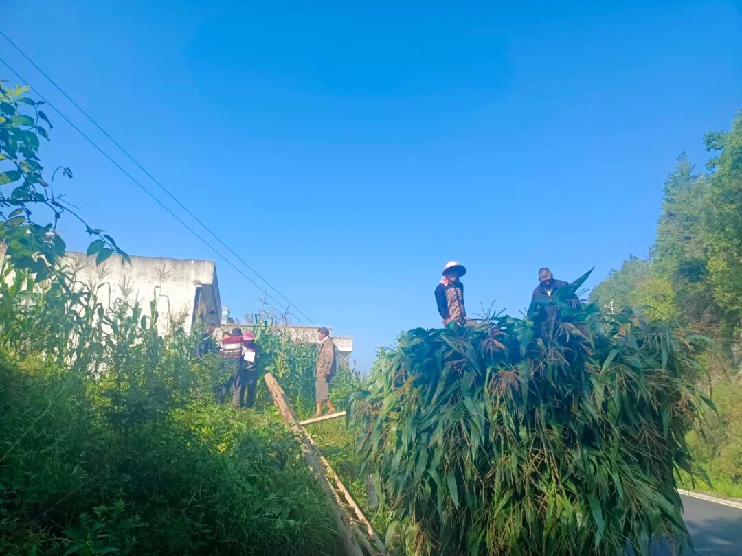 大方县达溪镇:党员志愿服务 青贮玉米收割忙