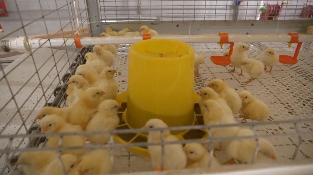 霍尔果斯现代农业设施产业园引进首批鸡苗