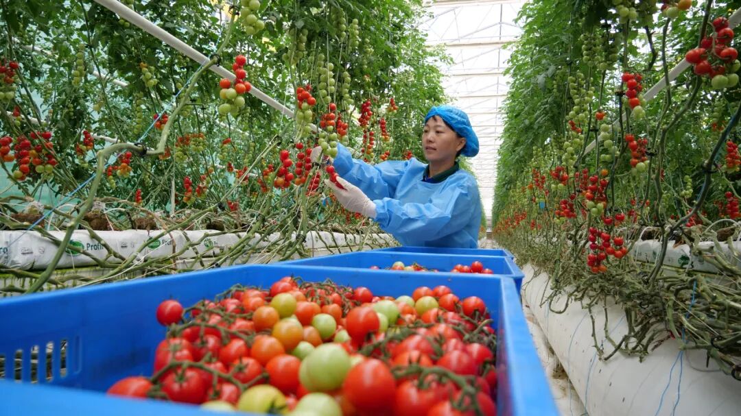 (在霍尔果斯南部产业园区现代农业科技产业园,员工正在采摘番茄.