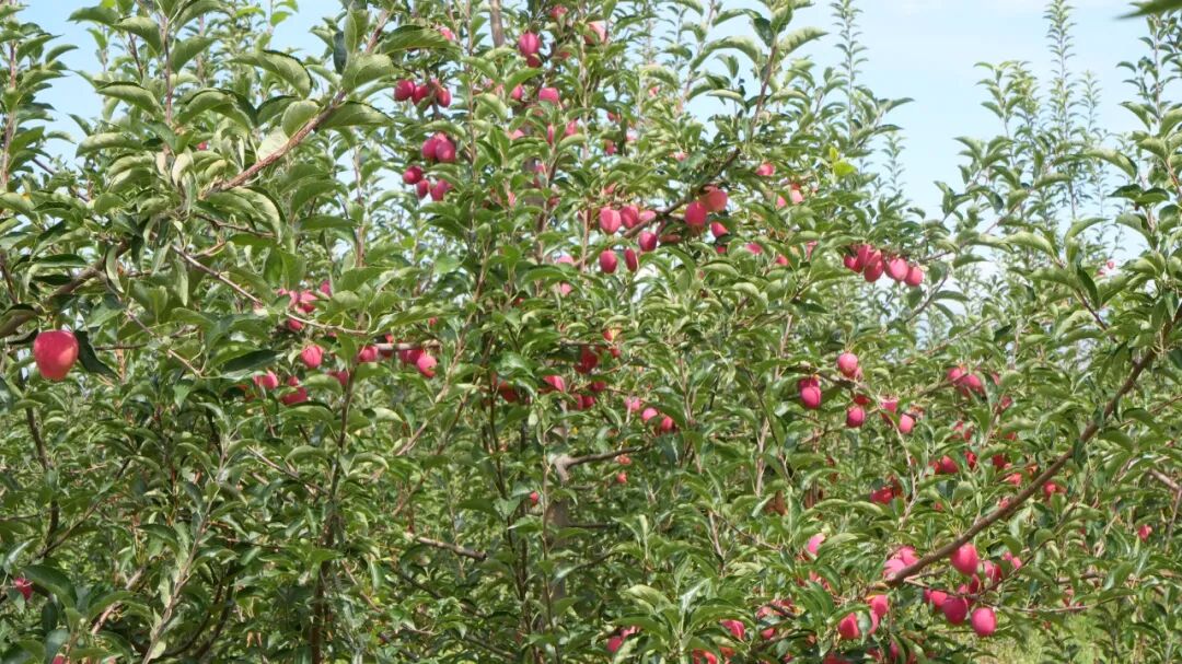 香妃海棠俏枝头结出农民致富果