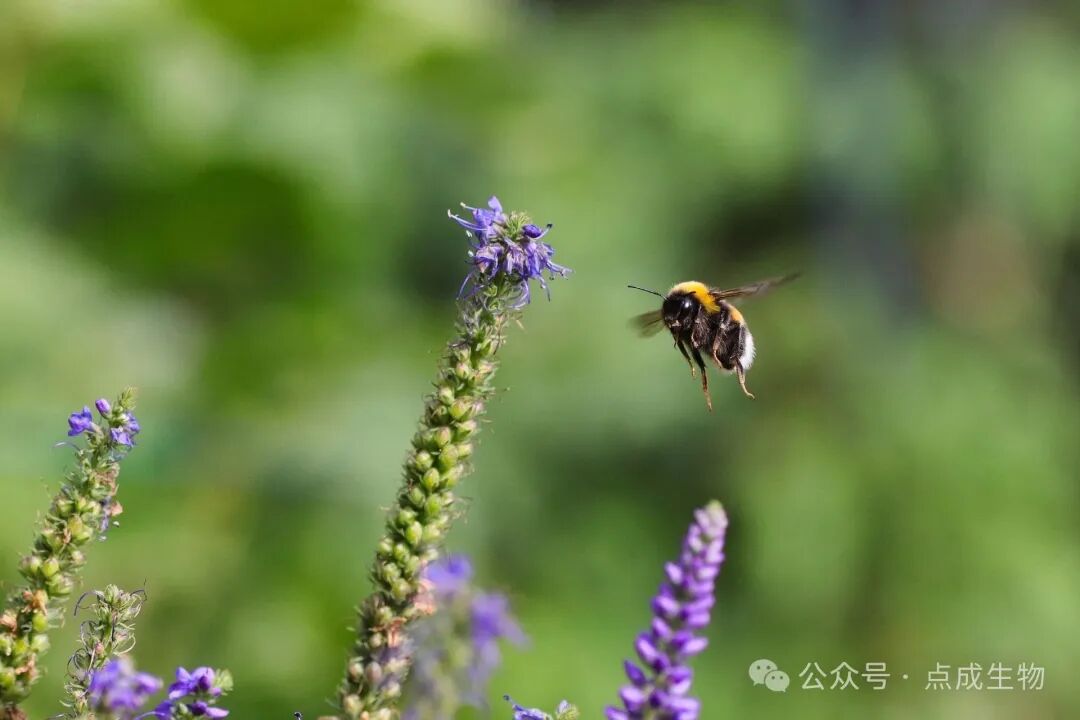 實驗室專題 | 小昆蟲，大問題：高精度控溫如何助力氣候研究