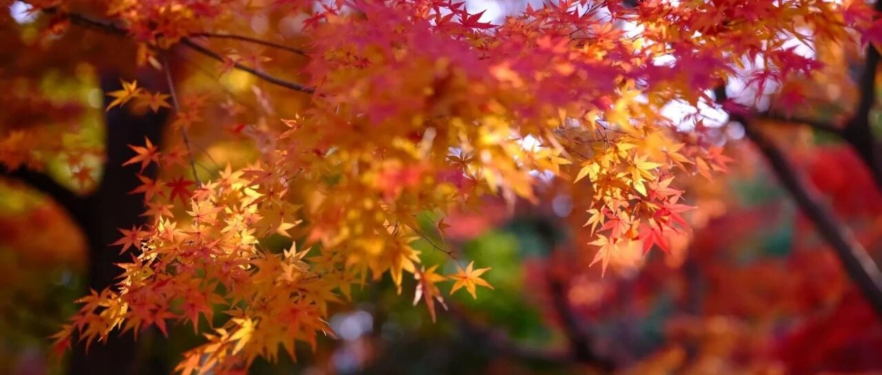 上海 · 黄埔 · 瑞金宾馆｜一个被红叶藏起来的秋天