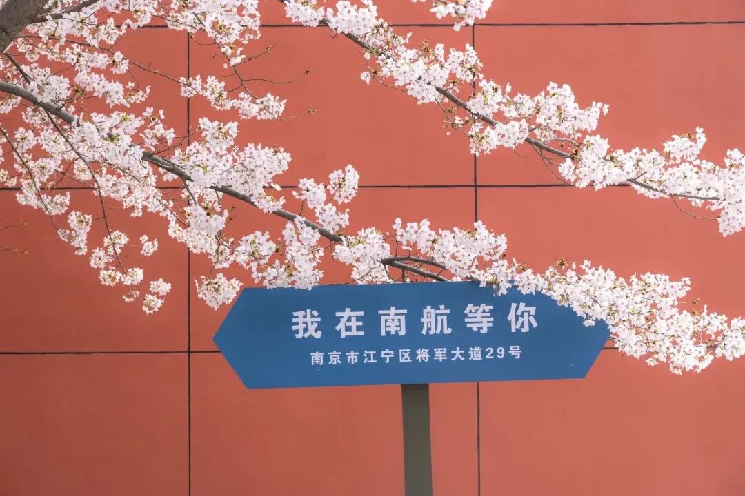 南航的樱花也很美.jpg