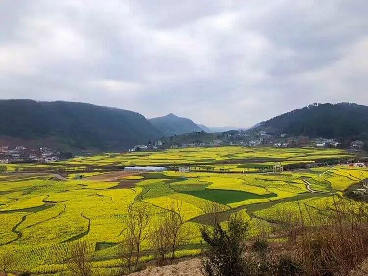 爽爽贵阳繁花似锦息烽西山镇鹿窝村千亩油菜花都开好啦快去踏青