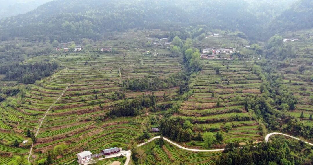 深入推进乡村振兴紫薇镇小叶子书写大文章