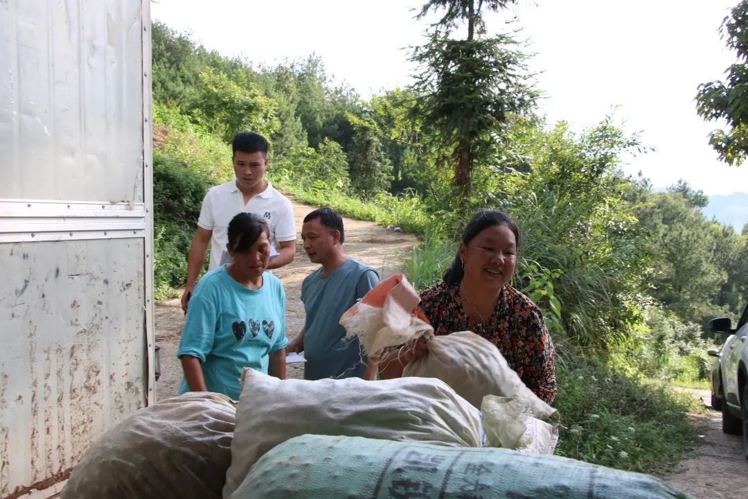 杉树镇:订单藠头迎丰收 村民忙挖采