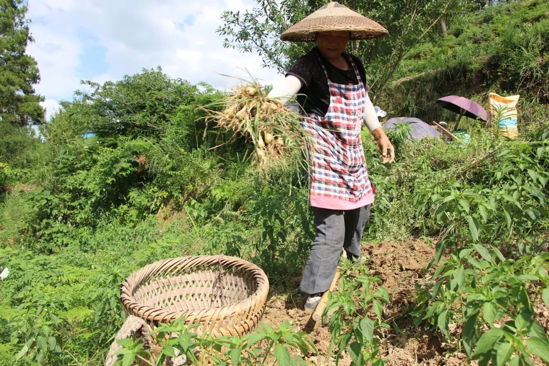 杉树镇:订单藠头迎丰收 村民忙挖采