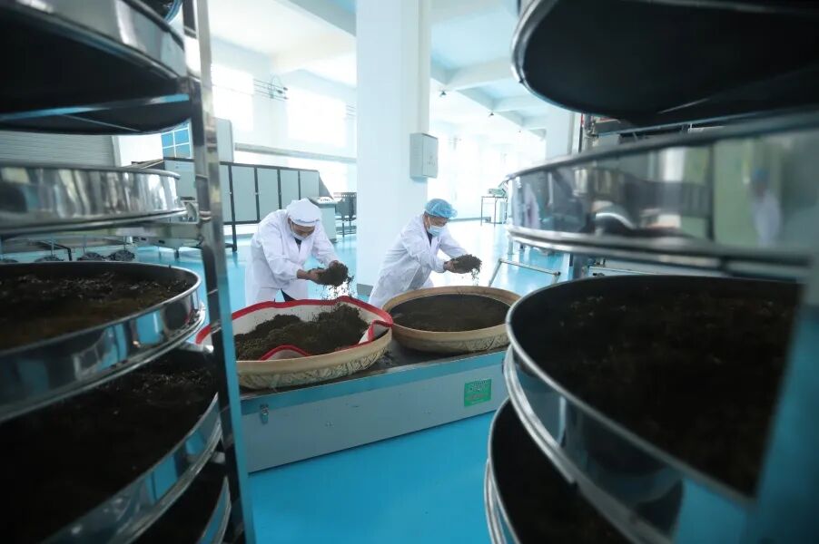 奋进的春天印江以新质生产力引领红茶产业新浪潮