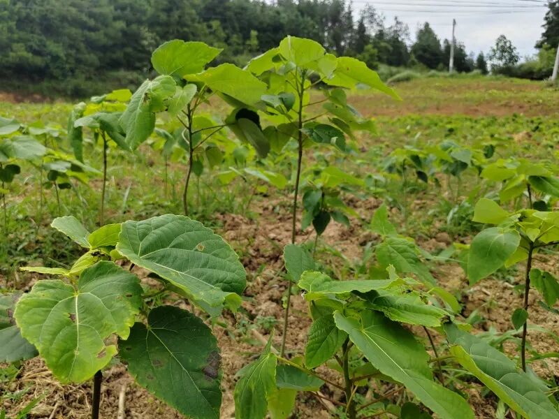记者走进位于峨岭街道小泽村和新寨镇后坝村的山桐子苗圃基地,一株株