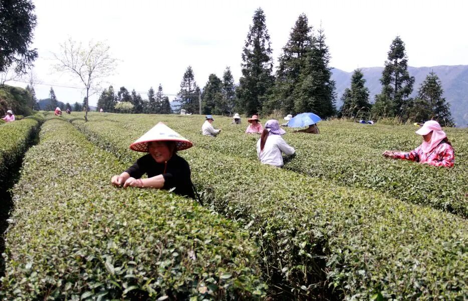 杨柳镇茶园吐新绿茶农茶商乐又忙