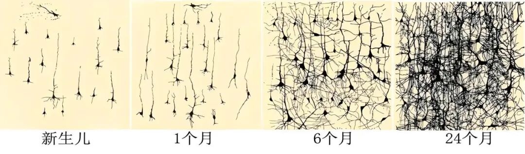 胚胎等级和智力有关吗_二级胚胎没有一级聪明_胚胎质量越好出生宝宝越聪明吗