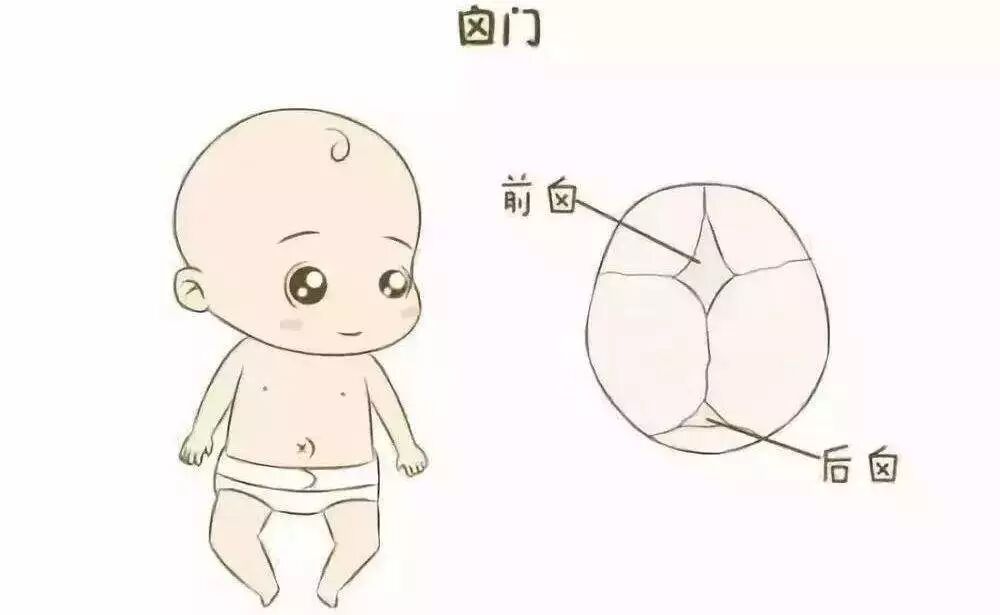 婴儿天灵盖(婴儿天灵盖为什么不能碰)_妈妈树