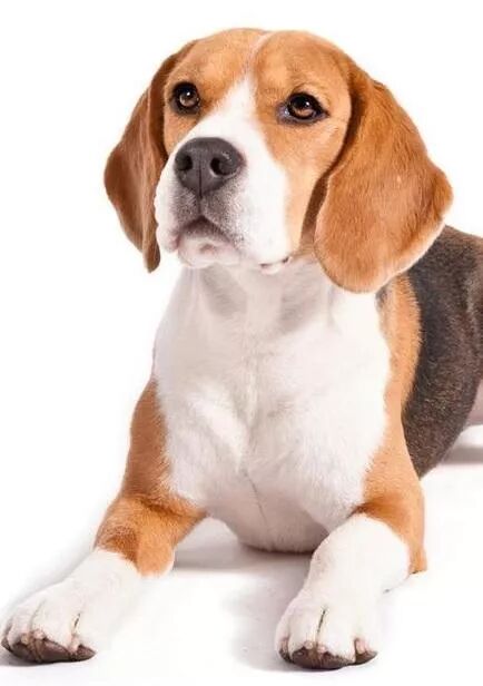 每日一狗·米格鲁猎兔犬_宠物百科_星娱园