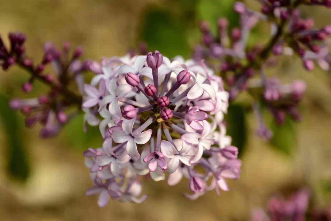 春水深（25）装傻是美德作者：韩雪丽春水深——丁香花发又逢春