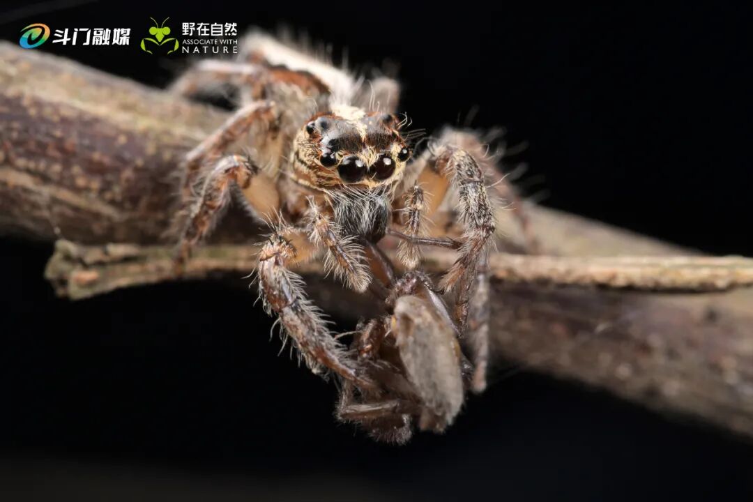 虽然跳蛛捕获食物多数是以跳跃方式捕捉，但也有