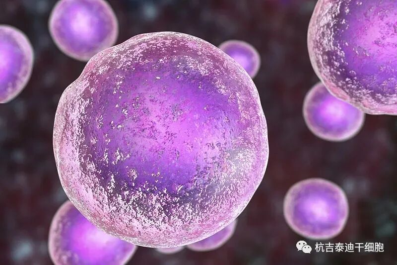 涉及全球多能干细胞的临床试验的发展趋势:系统的多数据库分析-杭吉干