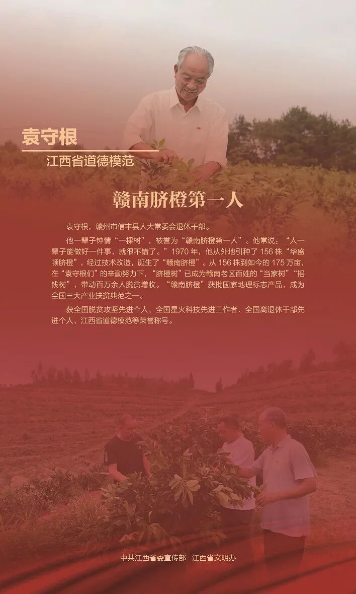 赣南脐橙网图片