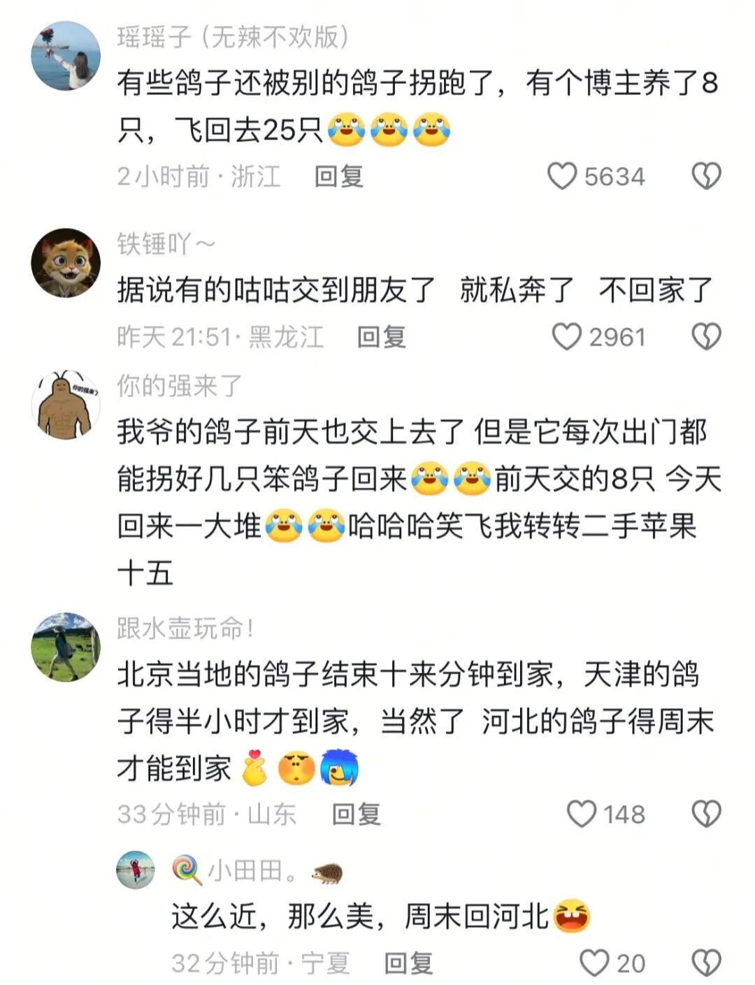 天津和平鸽归巢主人激动吹哨迎接