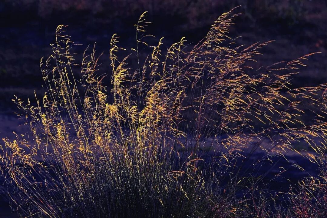 塞外随笔 | 杨献平：沙漠的红花绿叶，还有仙人掌(图3)