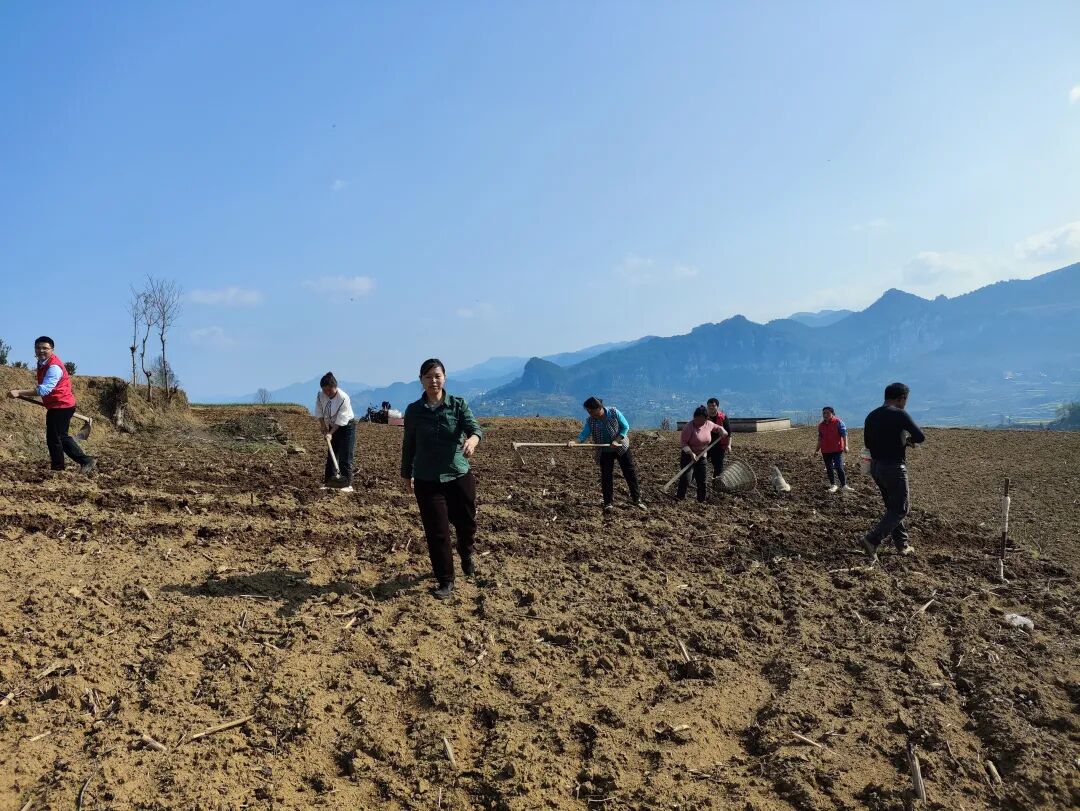 新时代文明实践大乌江镇红渡村田间土豆播种忙志愿服务暖民心