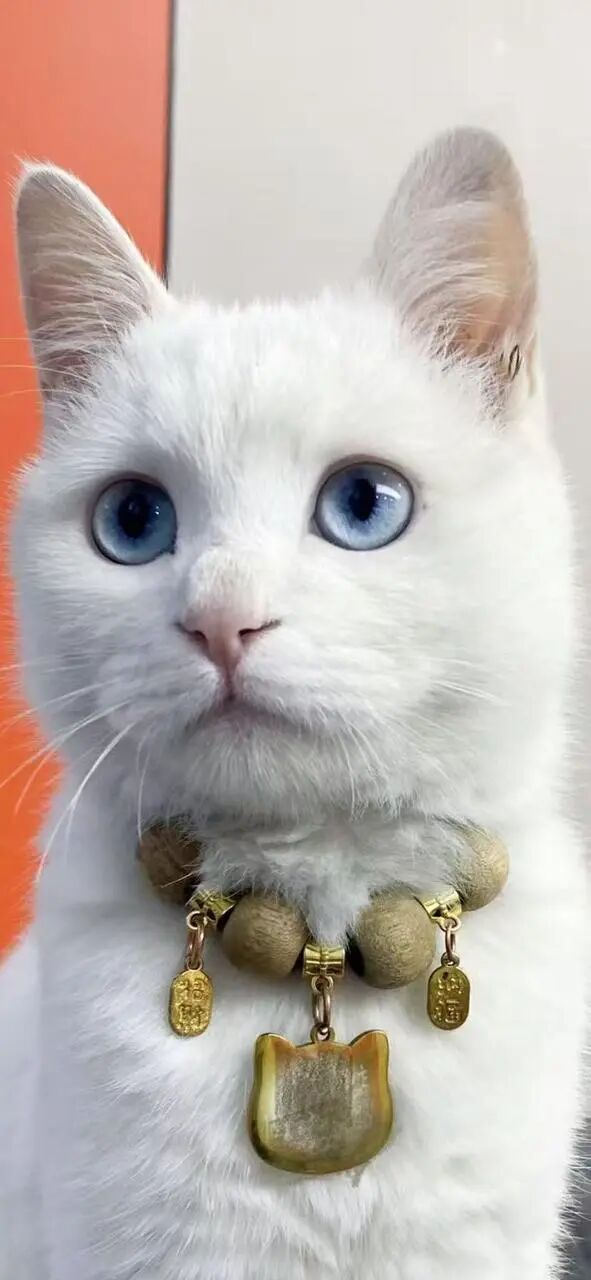 我宣布：今年春节的年味，交给秒哒了！